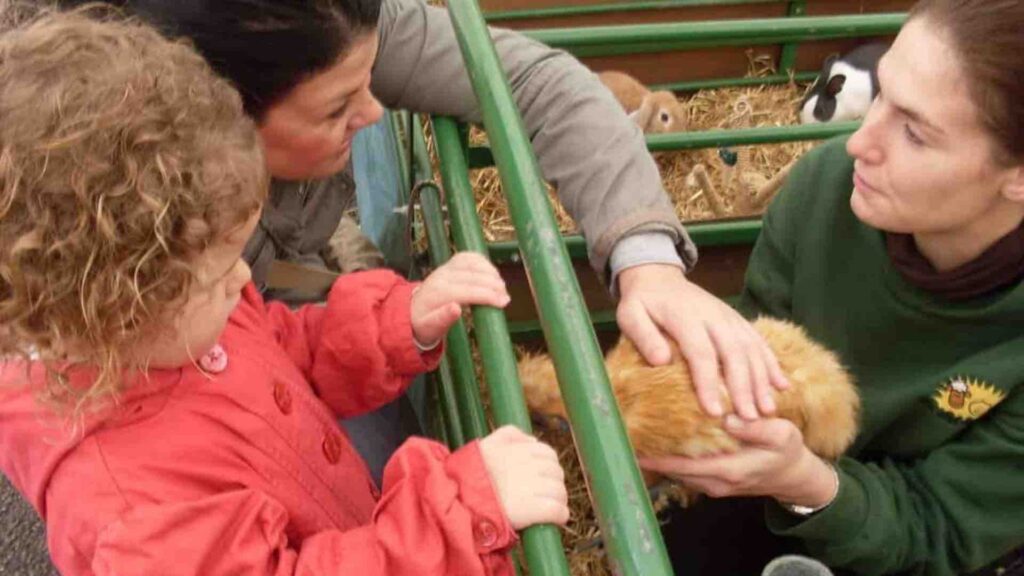 Woman and child petting chicken in petting farm.
