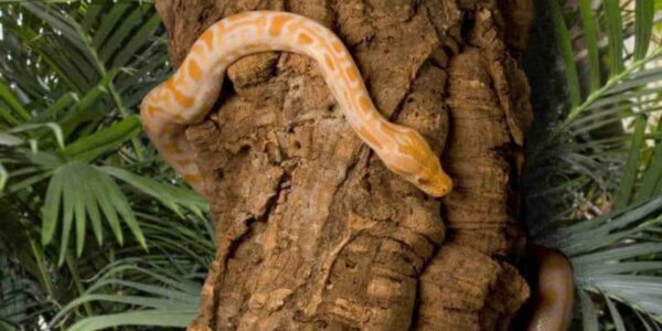 Animal-Rental-Reptiles
