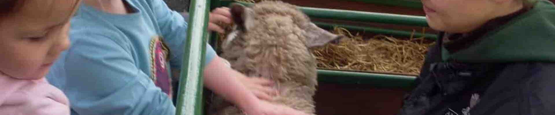 Children-Petting-Sheep Children-Petting-Sheep
