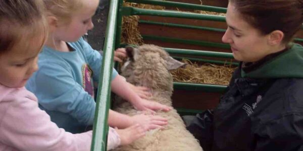 Children-Petting-Sheep