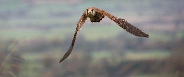Flying-Hawk-Display
