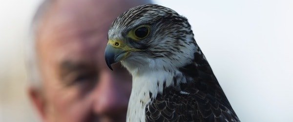 Hawk-Close-Up