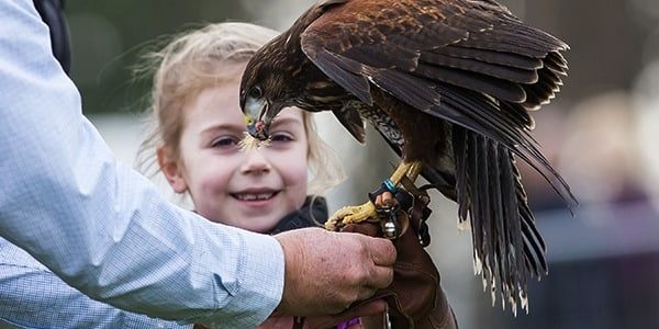Hawk-Display