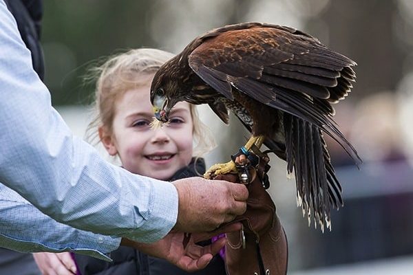 Hawk-Display Hawk-Display