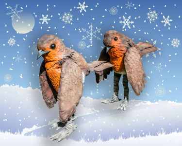 Crazy Birds 5