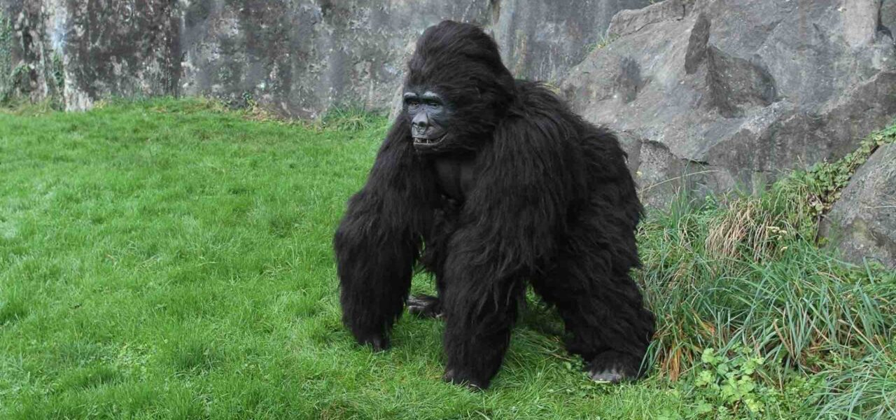 Animatronic-Gorilla-Entertainment