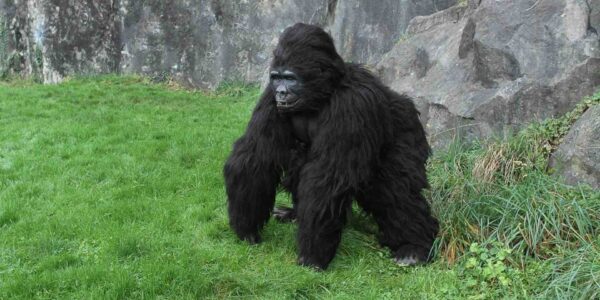 Animatronic-Gorilla-Entertainment