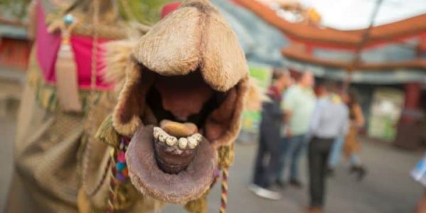 Camel-Hire