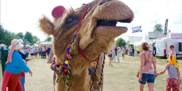 Camel-Walkabout-Act