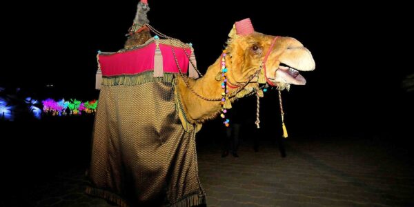 Camel-Walkabout-Act-Outdoor-Act