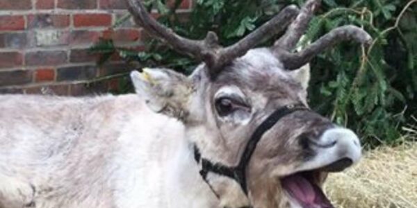 Christmas-Reindeer-Experience