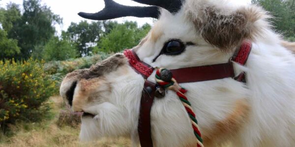 Close-Up-Of-Reindeer-Character