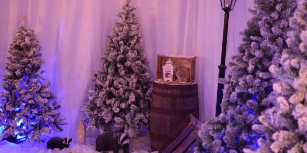 Enchanted-Forest-In-Christmas-Grotto