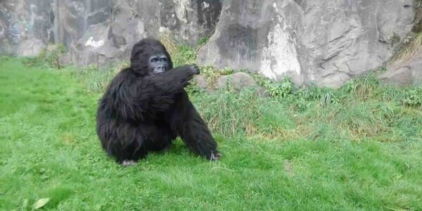 Gorilla-Act-With-Life-Like-Movements