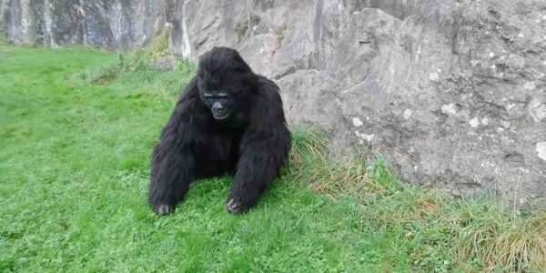 Gorilla-Animatronic-Moving-Outside
