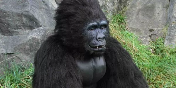 Gorilla-Jungle-Themed-Performer