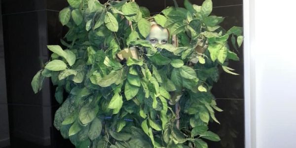 Human-Tree-Dragons-Den