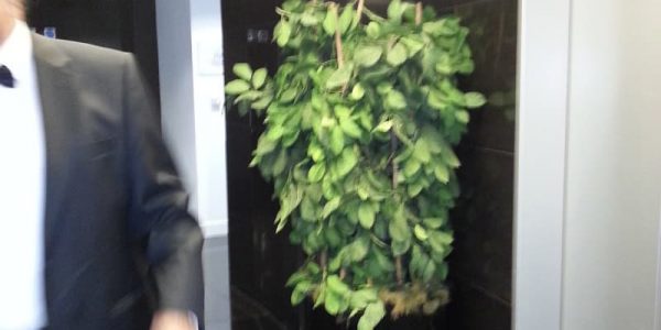 Human-Tree-Entertainer