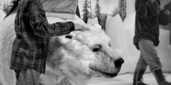 Book our interactive polar bear for educational events or meet and greets.