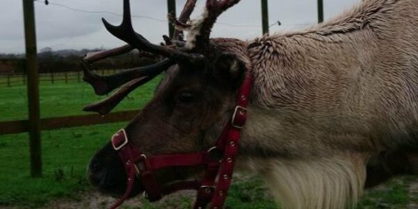 Live-Reindeer-For-Hire