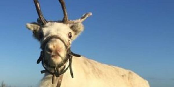 Reindeer-For-Christmas-Events