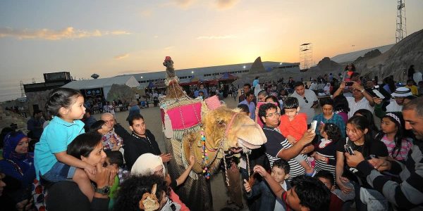 Walkabout-Camel