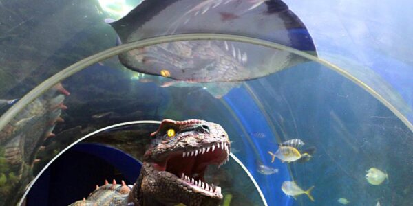 Walkabout_Dinosaur_In_Aquarium