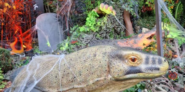 Halloween-House-Dressing-Reptile-Prop-Close-Up