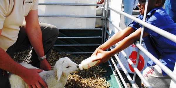 Easter-Animal-Farm