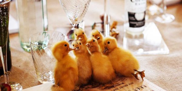 Easter-Ducklings