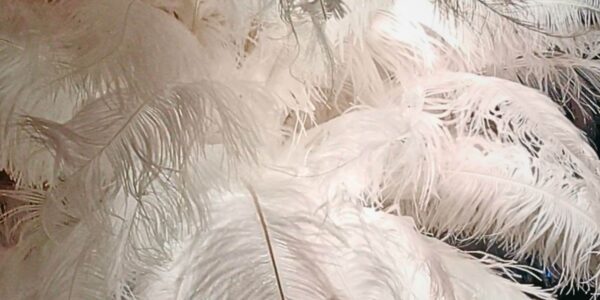 Vintage-White-Feather-Light