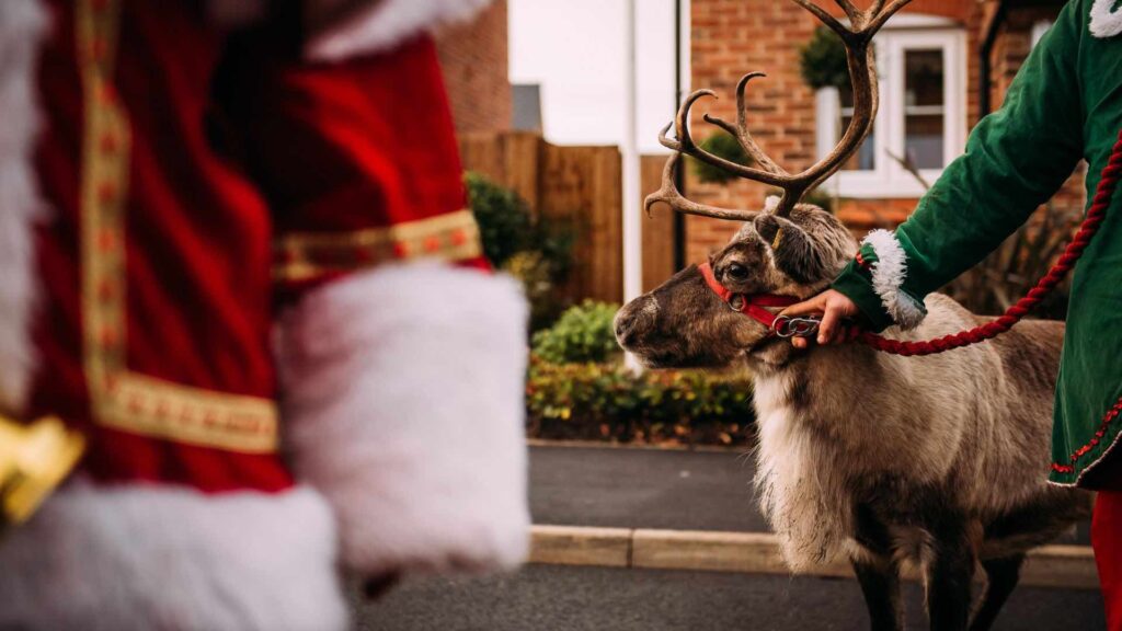 Real Reindeer for Santa's Grotto