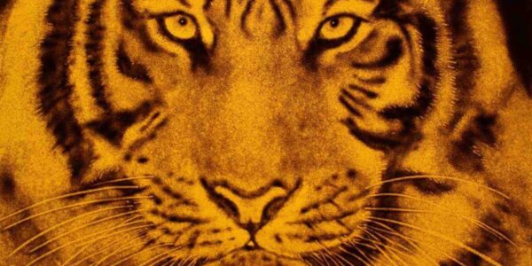 Sand-Painting-Of-Tiger