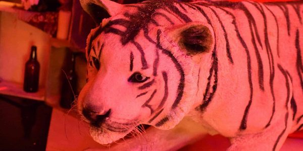 Circus-Lion-Prop
