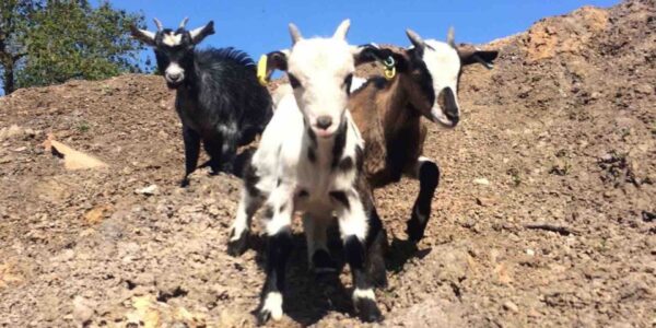 The-Mini-Mobile-Petting-Farm-Baby-Goats