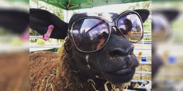 The-Mini-Mobile-Petting-Farm-Funny-Sheep