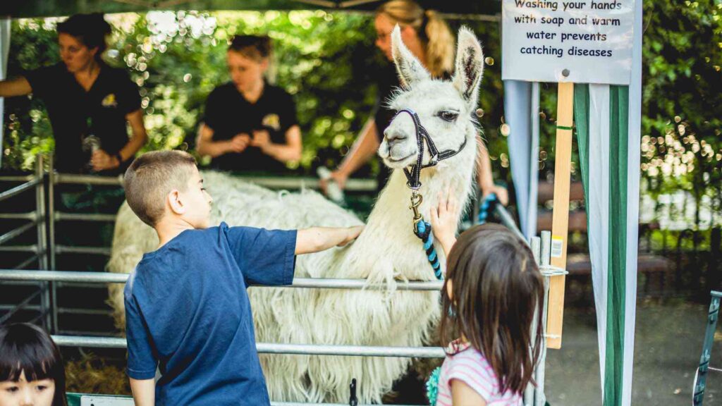 A llama is being stroked by two children at a petting zoo farm