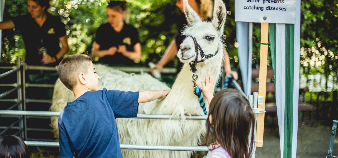 The-Mini-Mobile-Petting-Farm-Llama-petting