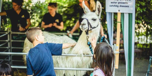 The-Mini-Mobile-Petting-Farm-Llama-petting