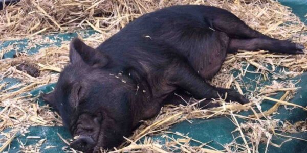 The-Mini-Mobile-Petting-Farm-Sleeping-Pig