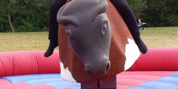 rodeo-bull-to-hire