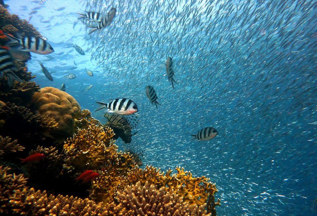 Red Sea, one of Saudi Arabia's tourist attractions
