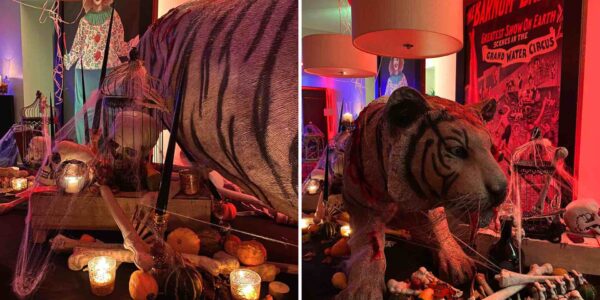 Tiger Halloween House Dressing.