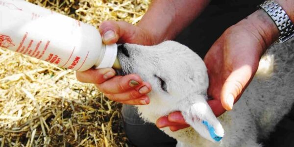 Lamb-Bottle-Feeding-Experience
