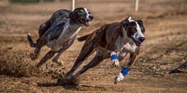 Dog-Racing-Team-Building-Event-Online