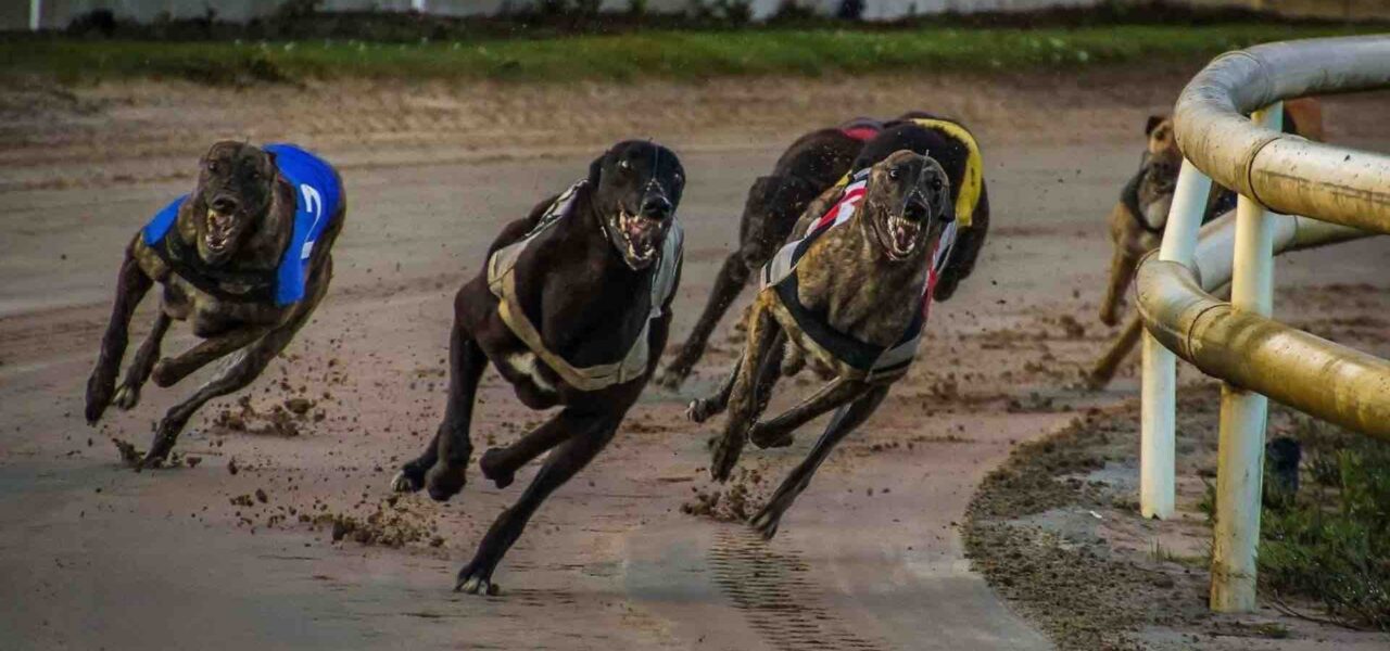 Greyhound-Racing-Online-Activity