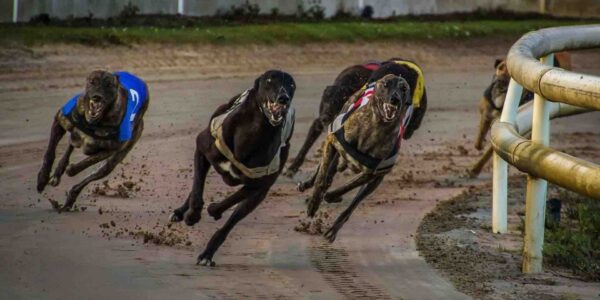Greyhound-Racing-Online-Activity