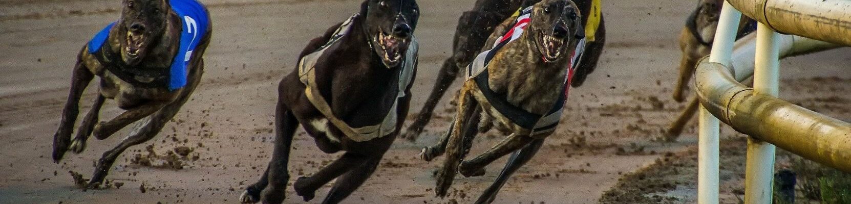 Virtual-Greyhound-Race-Night