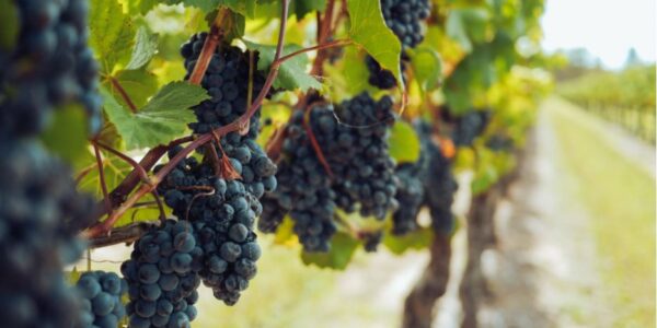 Virtual-Wine-Tasting-Experience-Wine-Making