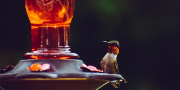 Easter-Garden-Bird-Feeder-Workshop
